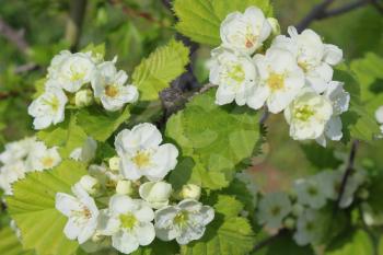  White flowers of viburnum on a branch in the bush