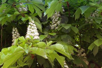 Chestnut tree with blossoming spring flowers