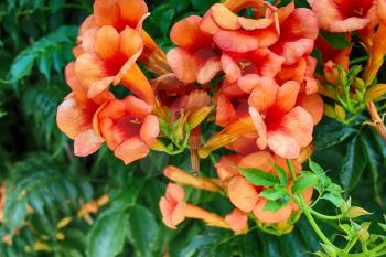 Campsis radicans. flowers of the trumpet vine or trumpet creeper