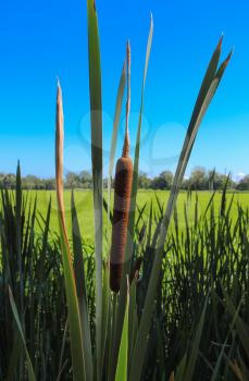 corn dog grass, Cattails or bulrush beside river
