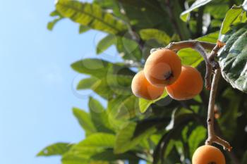 Ripe medlars on tree, healthy fresh summer fruit