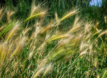 Wild grass with spikelets. Green grass with golden and fluffy ears