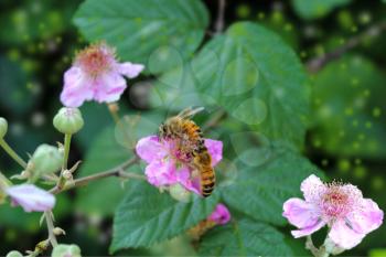 dewberry flowers and bee. A bee checks the flowers of a blackberry bush
