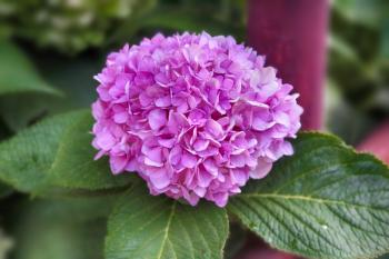 pink hydrangea flower with leaves in the garden