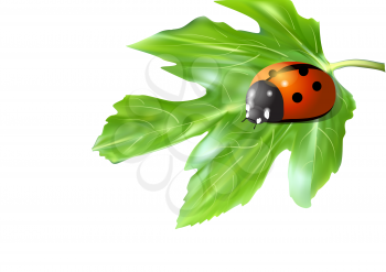  ladybugs on a green leaf isolated on white