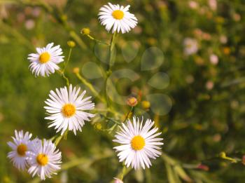 Aster ericoides or Symphyotrichum ericoides, flower in bloom
