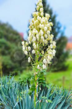 Blooming Yucca gloriosa. White flowers of a palm lily