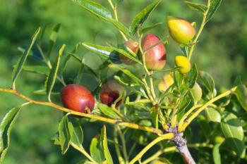 ripening jujube fruits. Ziziphus, jujuba, red date, Chinese date is a species of buckthorn family.