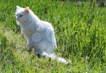 white cat sits on green grass
