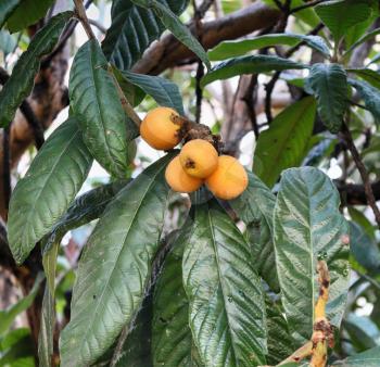 medlar spring fruit. loquat (medlar) fruit on a branch of a tree