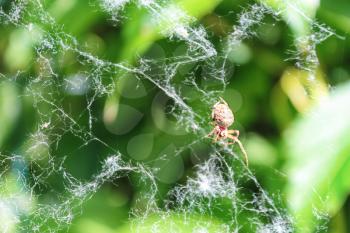 spider on a web in a green forest
