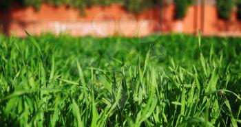 background with green grass and orange blurry