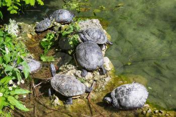 group of turtles in a city park near the water