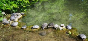 turtles in town park. Turtles taking a sunbath on rock