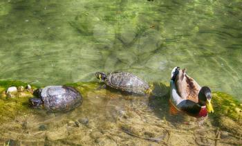 two turtles in the water and duck mallard