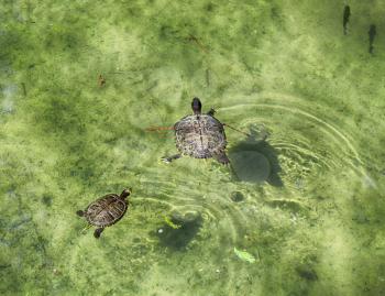 two turtles in the water. Cooter Turtle (Pseudemys Peninsularis.)