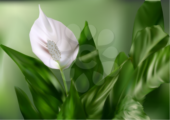 flower white  anturium and leaves. Vector illustration.