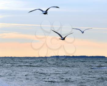 Seagulls flying over ocean at quiet sunset