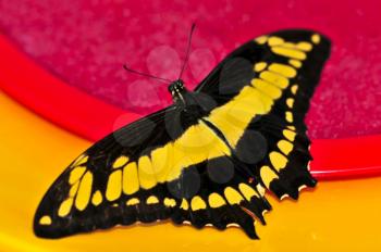 Giant swallowtail butterfly with open wings and yellow markings