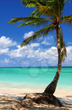 Sandy beach of a tropical island with palm tree