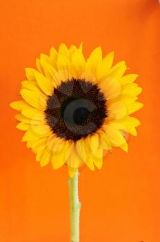 Close up of sunflower flower on orange background