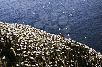 Northern gannets at Cape St. Mary's Ecological Bird Sanctuary in Newfoundland