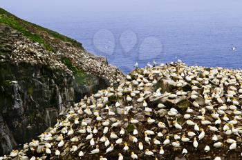 Northern gannets at Cape St. Mary's Ecological Bird Sanctuary in Newfoundland