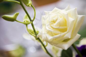 Close-up of white wedding rose with green stem near by