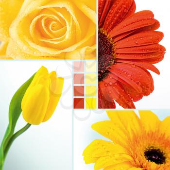 Collage of yellow tulip, rose and two herberas