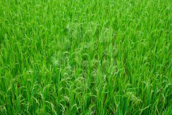 Green grass of rice field, Vietnam, Southeast Asia