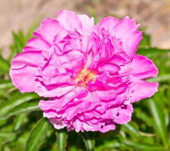 One big pink peony flower in garden