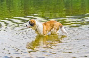 Saint Bernard dog in the nature in water