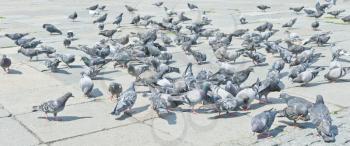 Pigeons on city street, Moscow, Russia, East Europe