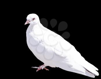 One White Dove Isolated on Black Background