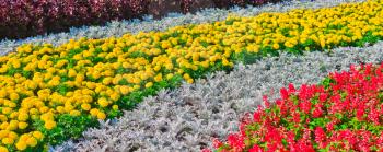 Decorative flower bed, Moscow, Russia, East Europe

