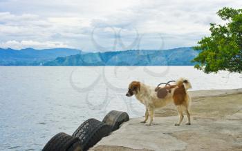 A dog waits on the shore of Lake Toba, Sumatra, Indonesia, Southeast Asia.