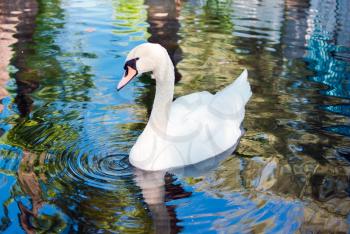 Elegant white swan on surface water in pond