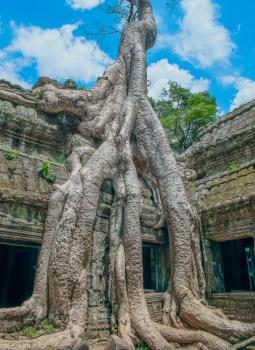 Royalty Free Photo of a Big Banyan Tree Growing Over Ta Prohm Temple, Angkor Wat, Cambodia, Southeast Asia