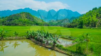Summer landscape with green rice field and mountains, Vietnam