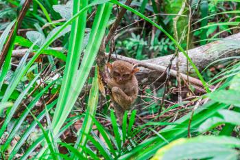 Philippine tarsier (Tarsius syrichta), the smallest monkey in the world