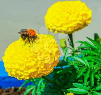 Bumblebee collects nectar on a yellow flower