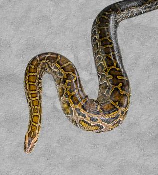 Close up of big Tiger Reticulated Python