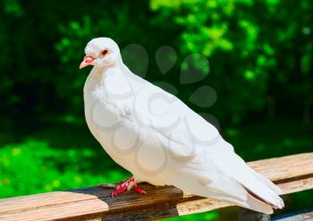 White pigeon sitting on fence in summer day