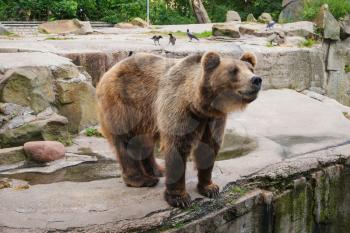 Brown bear Ursus arctos standing, side view