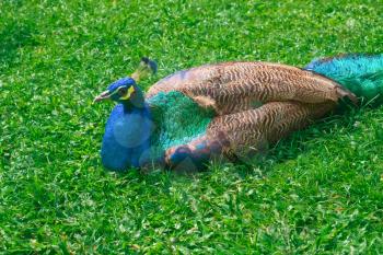 Beautiful multicolored peacock lying on green grass