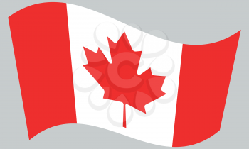 Flag of Canada waving on gray background