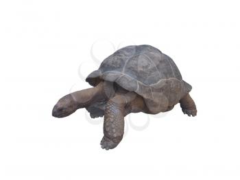 Aldabra giant tortoise, Aldabrachelys gigantea, isolated on white. Seychelles gigantic turtle.