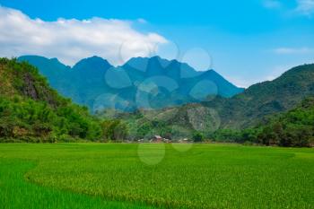 Green rice field and mountains, Mai Chau Valley, Vietnam, Southeast Asia