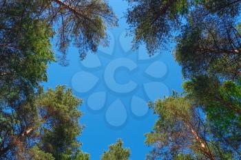 Natural frame of pine trees against blue sky