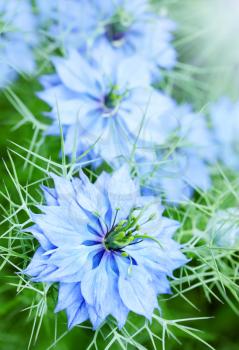 Beautiful blue flower knapweed on a meadow 